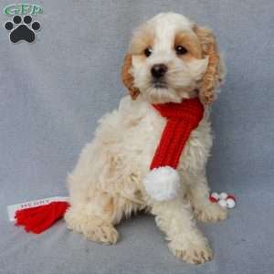 Jada, Cockapoo Puppy